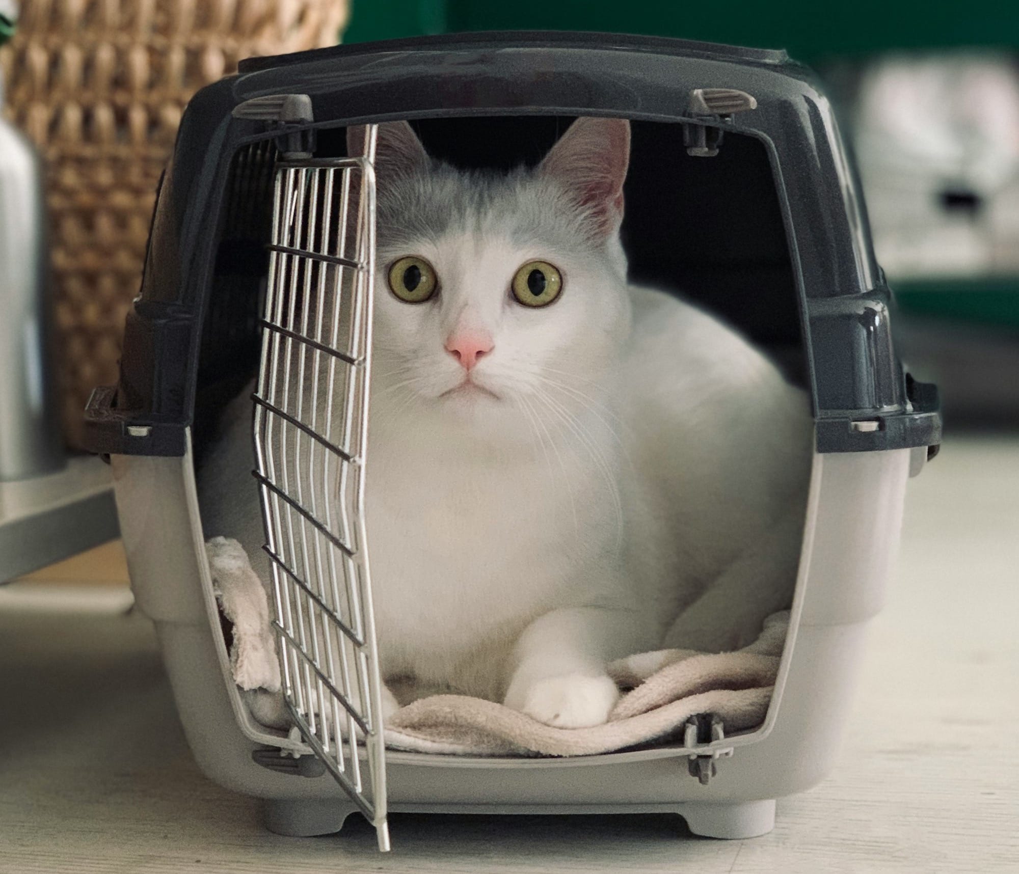 Airport Security with a Cat: What to Expect and How to Get Through It